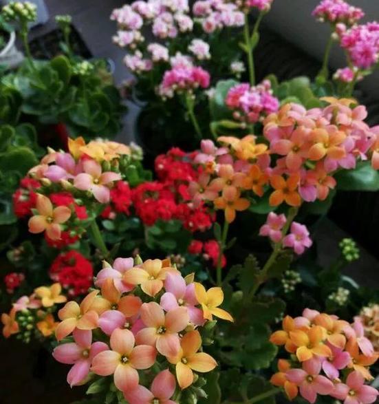 花色混搭代表什么？多重颜色的花寓意有何不同？