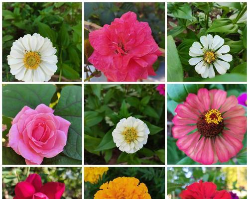 花色混搭代表什么？多重颜色的花寓意有何不同？