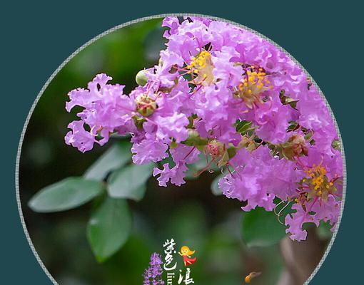不同颜色紫薇花各自有什么寓意？紫薇花的象征意义是什么？