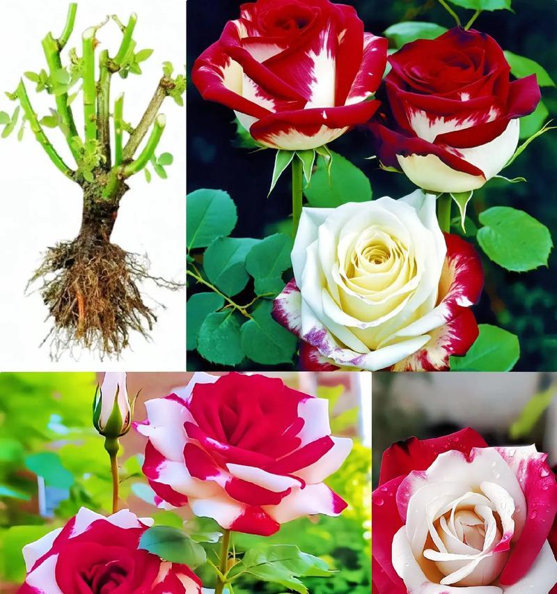 新色玫瑰花有何寓意？玫瑰新色的象征意义是什么？