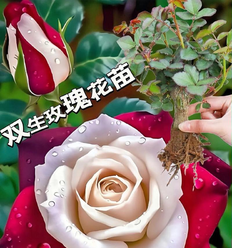 新色玫瑰花有何寓意？玫瑰新色的象征意义是什么？
