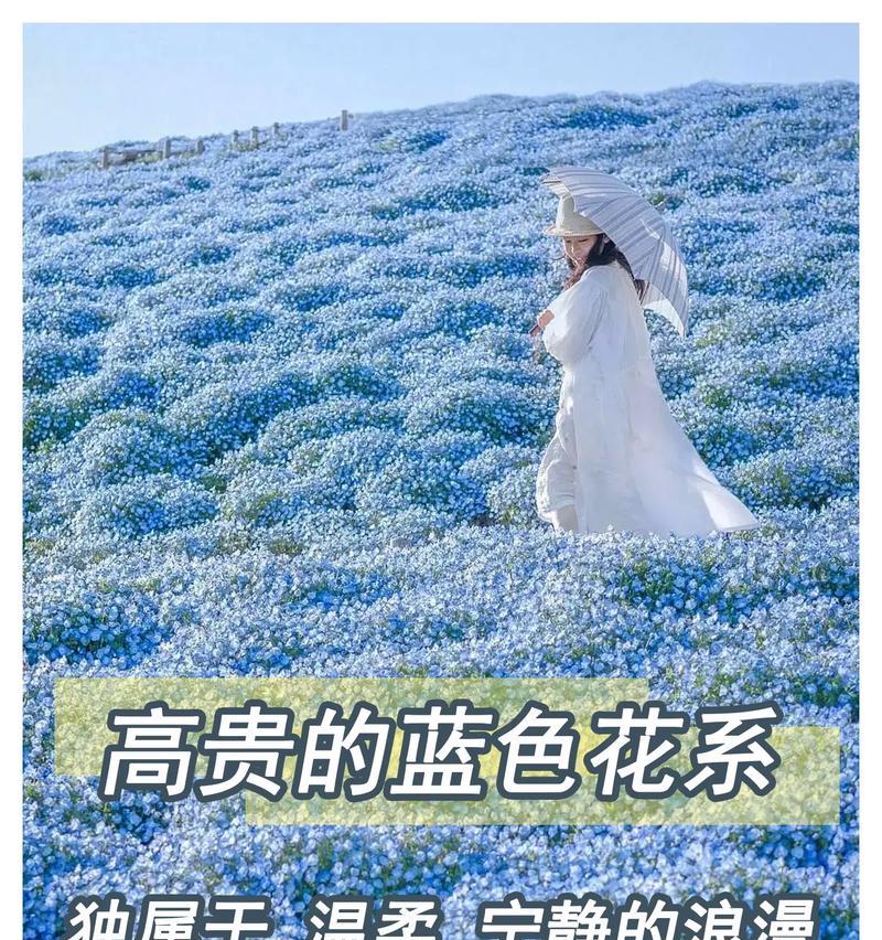 人去世时送蓝色花有何寓意？蓝色花在丧礼中的象征意义是什么？