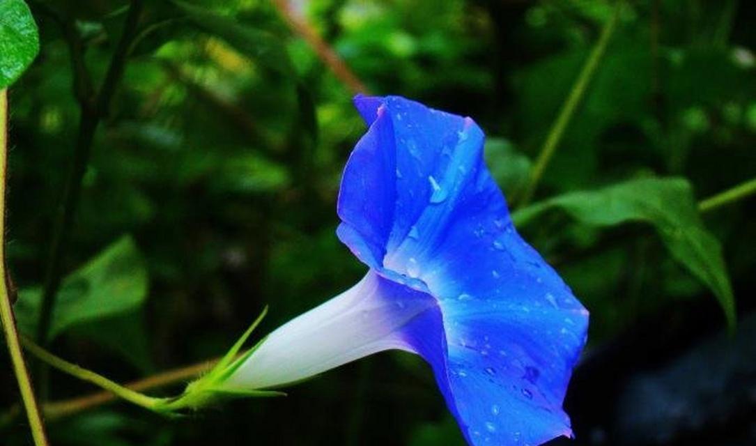 人去世时送蓝色花有何寓意？蓝色花在丧礼中的象征意义是什么？