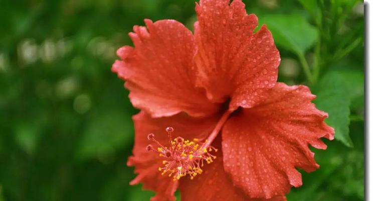 红色扶桑花的花语是什么？