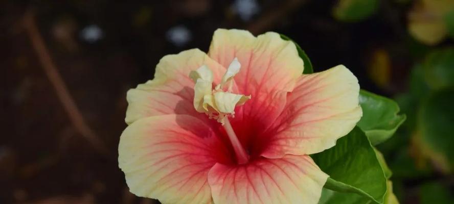 红色扶桑花的花语是什么？