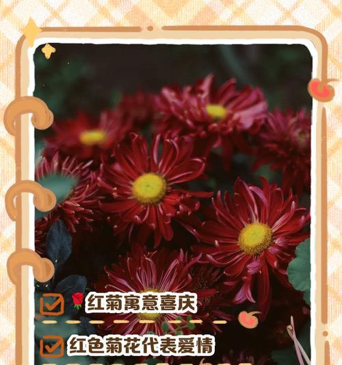 红色车花的寓意和象征是什么？