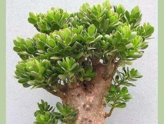 富贵树的花语是什么？富贵树花代表什么意义？