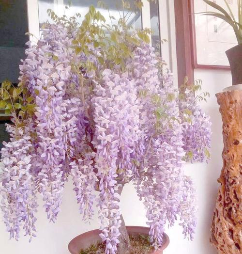 富贵树的花语是什么？富贵树花代表什么意义？