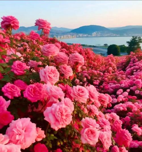 花的寓意真的与爱情无关吗？花语中有哪些与爱情无关的含义？