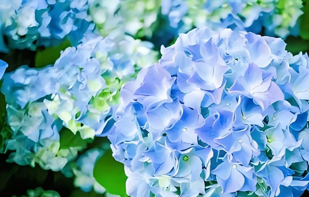 金黄色绣球花的寓意是什么？