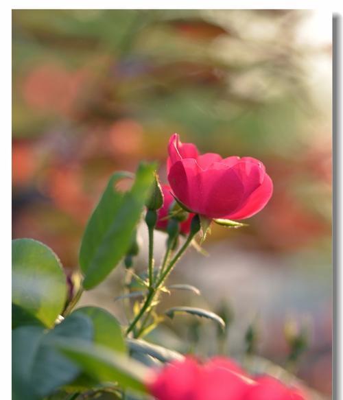 哪种花象征纯洁、爱与祝福？