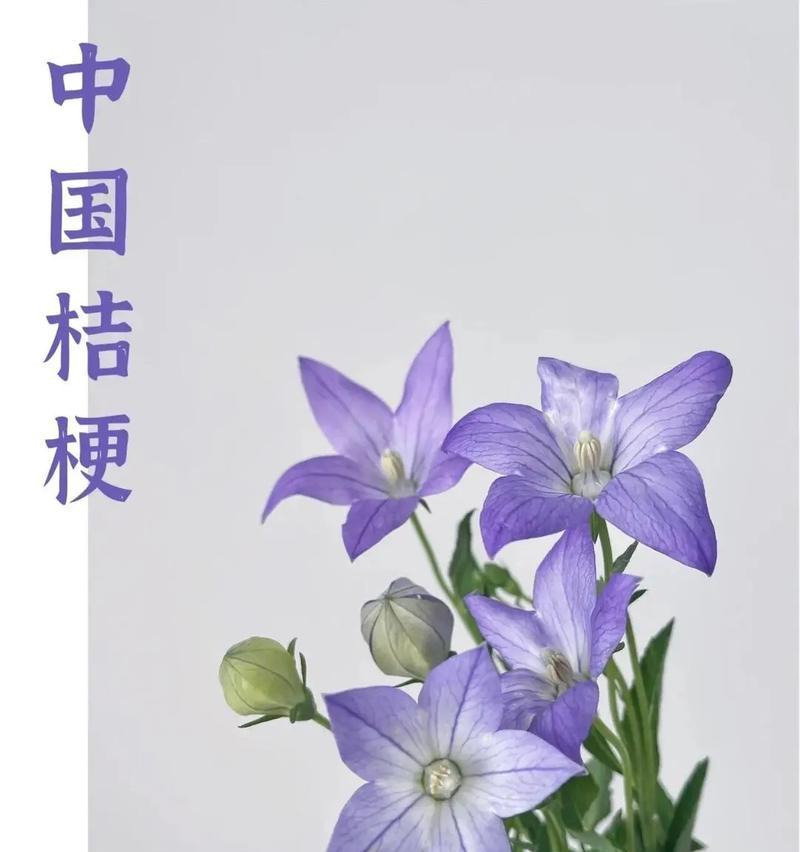 哪些花具有父亲节的含义？