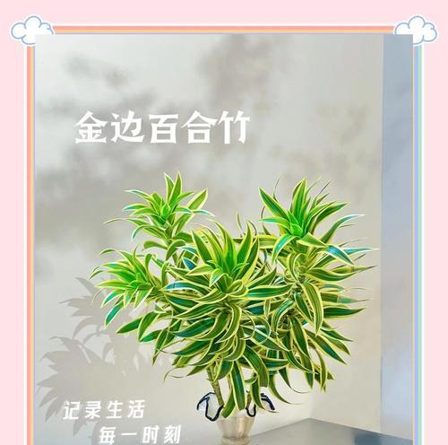 平安富贵的花语是什么？有哪些花代表？