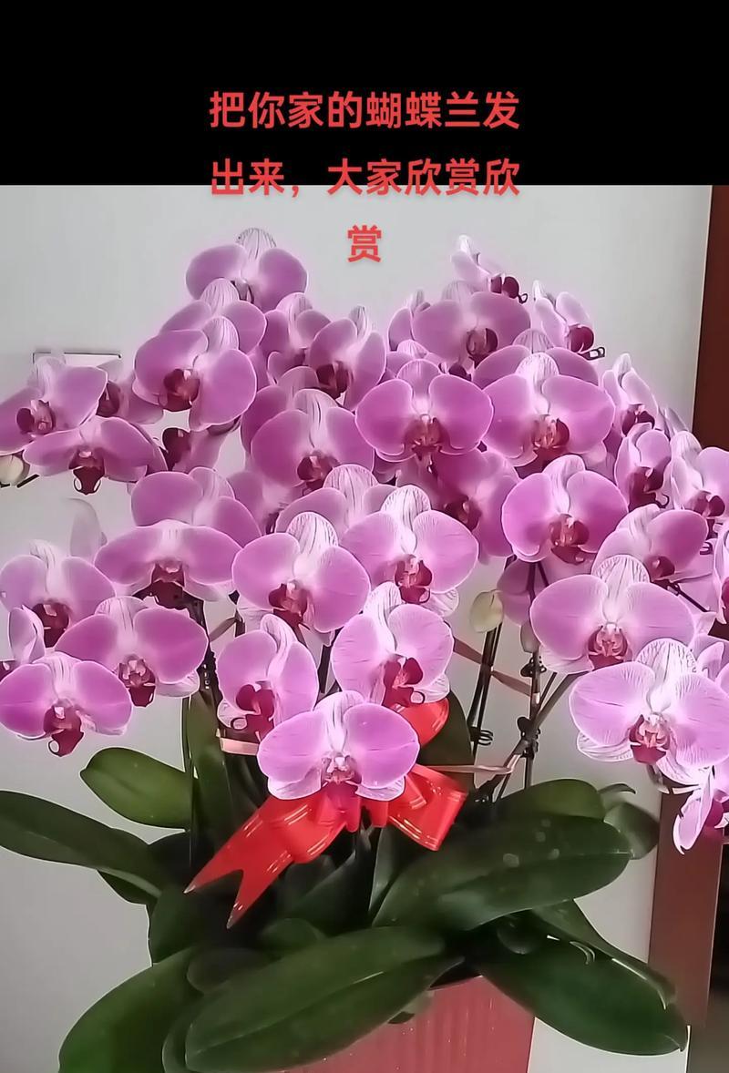 平安富贵的花语是什么？有哪些花代表？