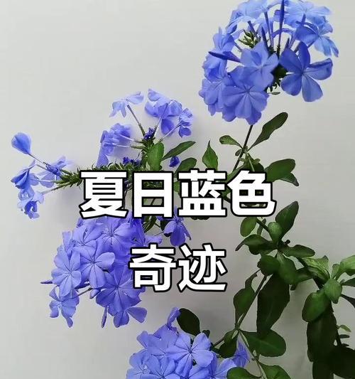 哪种蓝色花象征背叛？蓝色花的寓意是什么？