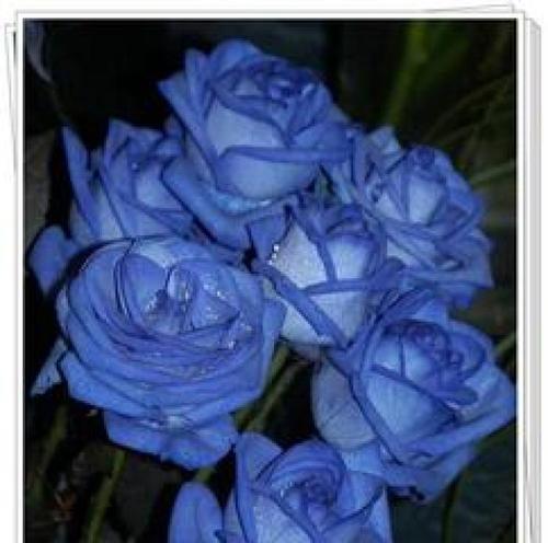 哪种蓝色花象征背叛？蓝色花的寓意是什么？