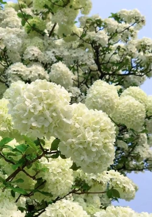 白色绣球花寓意希望吗？绣球花的花语有哪些？