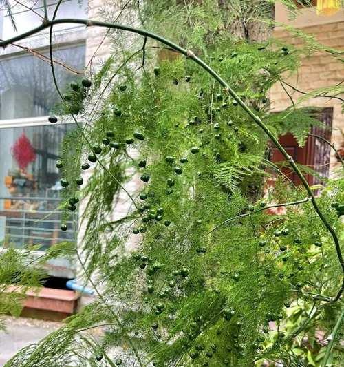 手捧花中包含文竹的寓意是什么？文竹在手捧花中的象征意义？