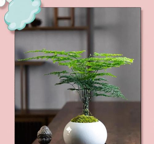 手捧花中包含文竹的寓意是什么？文竹在手捧花中的象征意义？