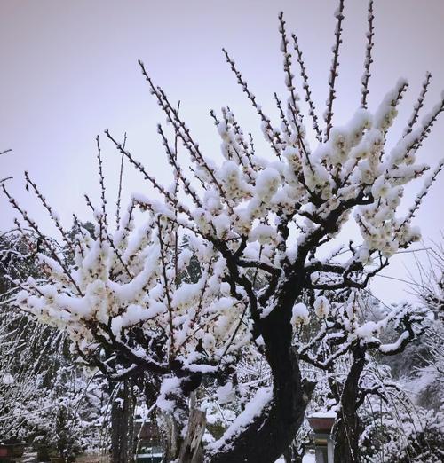 梅花代表的气节花语是什么？