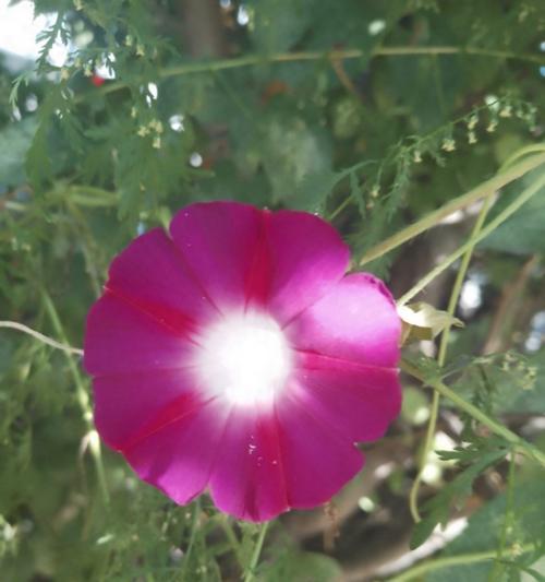 哪种花象征爱情永固？花语是什么？