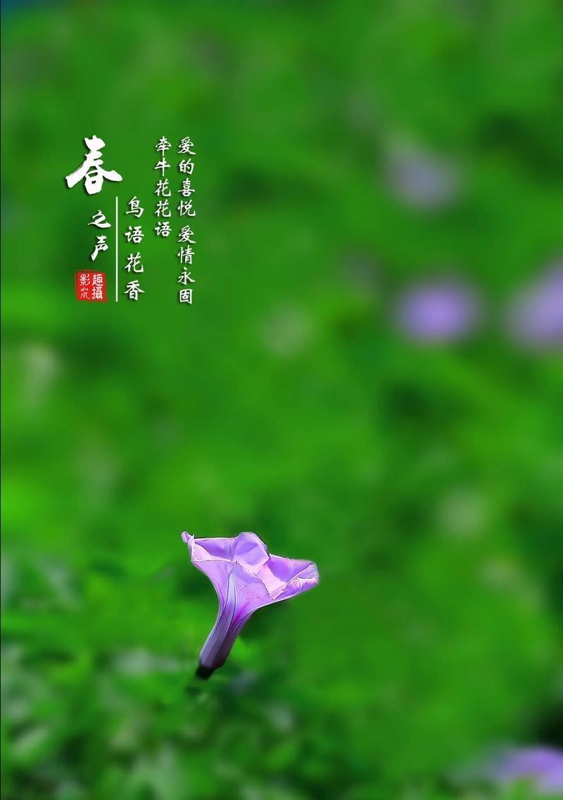 哪种花象征爱情永固？花语是什么？