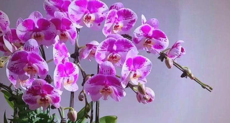 象征吉祥富足的花有哪些？它们各自代表什么含义？