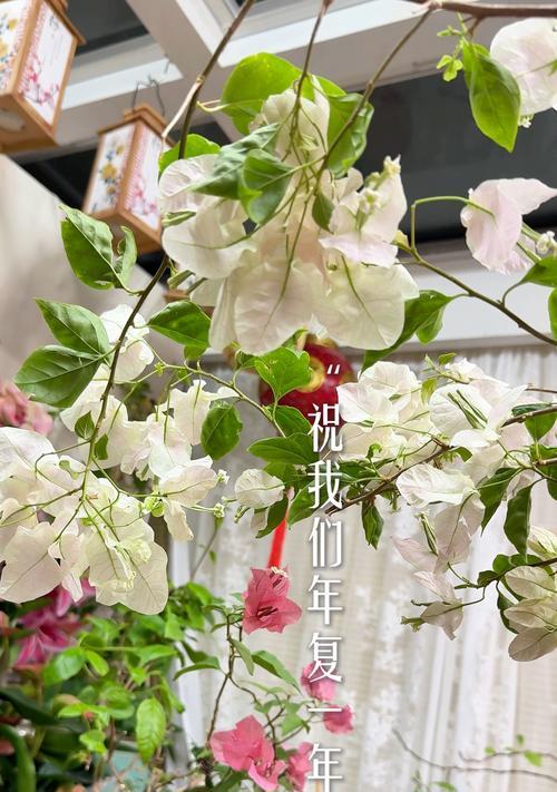 象征吉祥富足的花有哪些？它们各自代表什么含义？