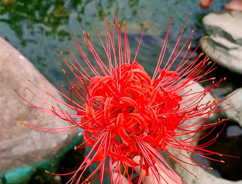 黄金如意花的寓意是什么？它的花语有哪些？