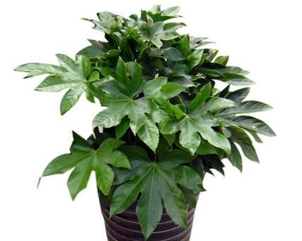黄金如意花的寓意是什么？它的花语有哪些？