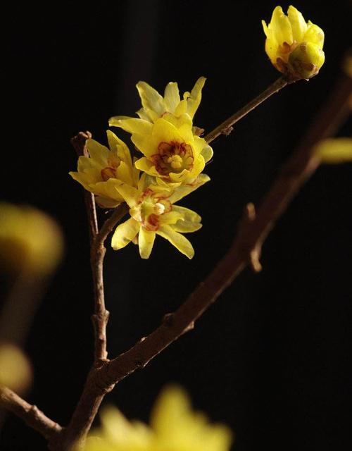 黑色腊梅的花语是什么？代表了哪些情感？