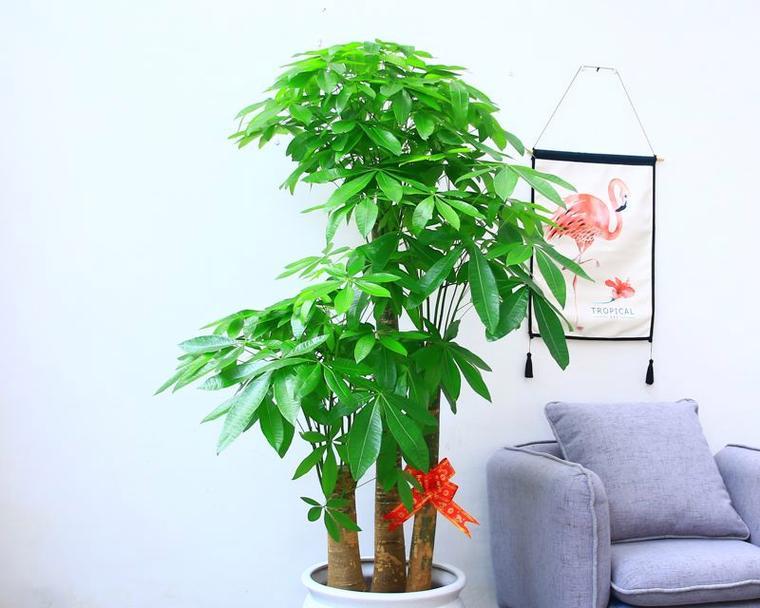 哪些花寓意发财成功？如何选择寓意吉祥的花卉？
