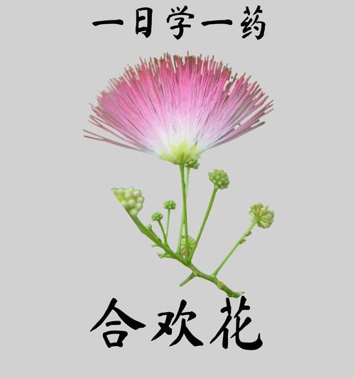 哪种花象征健康鸟类？健康鸟类的花语有哪些？