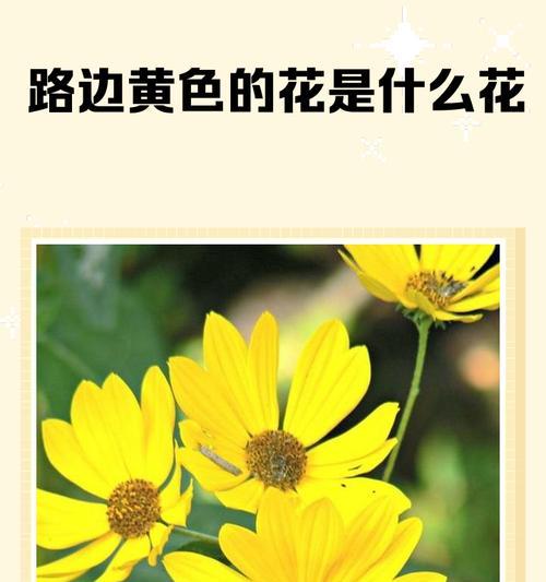 黄色加白色花的寓意是什么？如何搭配这两种颜色的花？