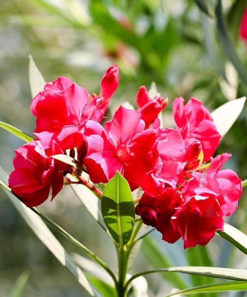 花的种类、颜色、味道都有哪些寓意？