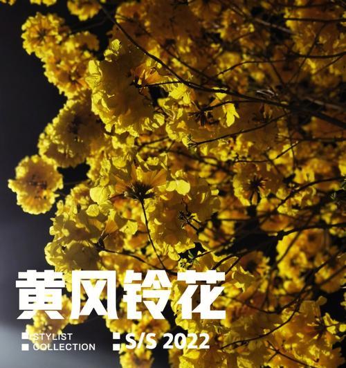 黄色风铃花代表什么？风铃花的寓意有哪些？
