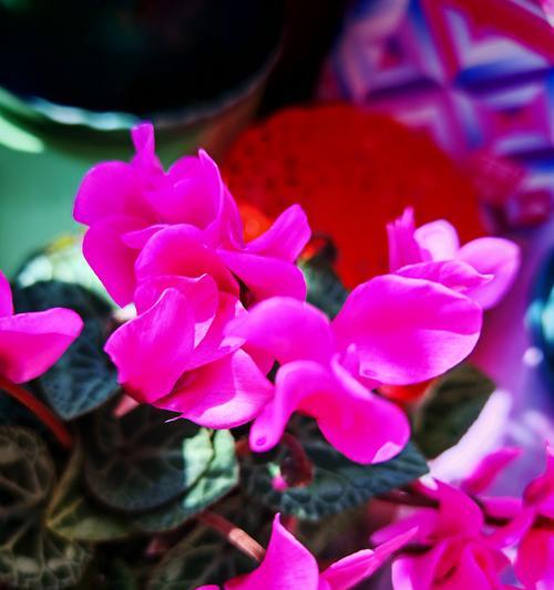 春节送什么花语？春节送花的寓意有哪些？