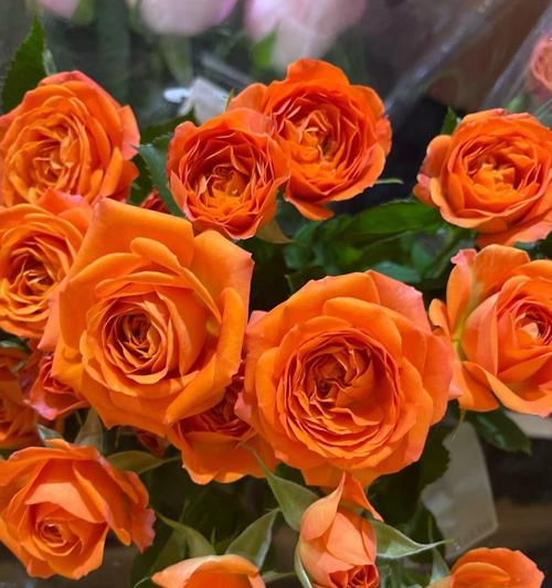春节送什么花语？春节送花的寓意有哪些？