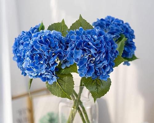 深蓝色花朵有何特殊寓意？深蓝色花的象征意义是什么？