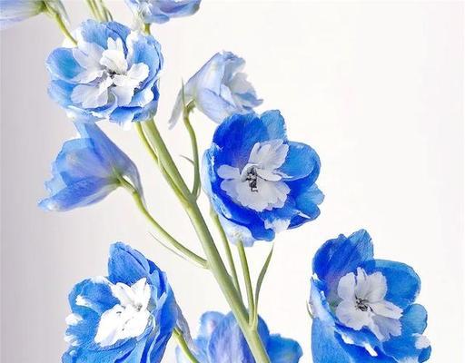 深蓝色花朵有何特殊寓意？深蓝色花的象征意义是什么？