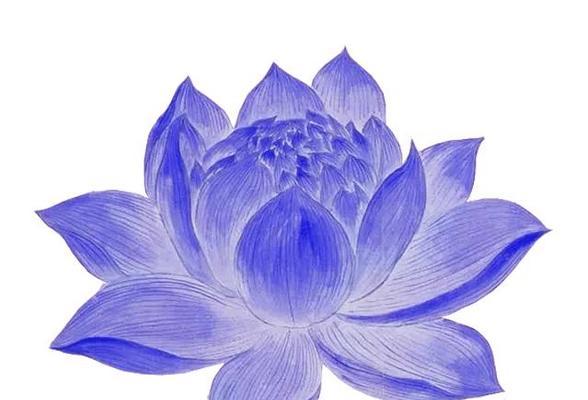 深蓝色花朵有何特殊寓意？深蓝色花的象征意义是什么？