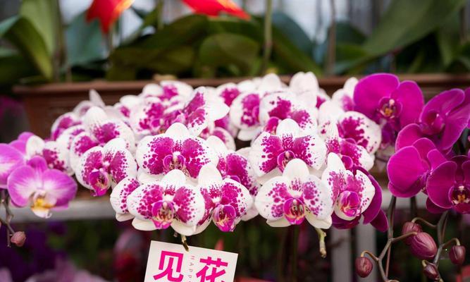 春节花卉的象征意义是什么？