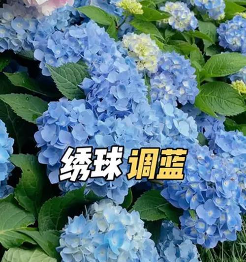 蓝色花的寓意及象征是什么？蓝色花代表什么？