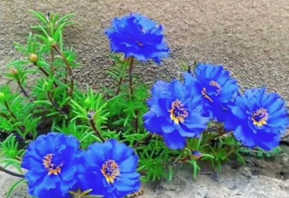 蓝色花的寓意及象征是什么？蓝色花代表什么？