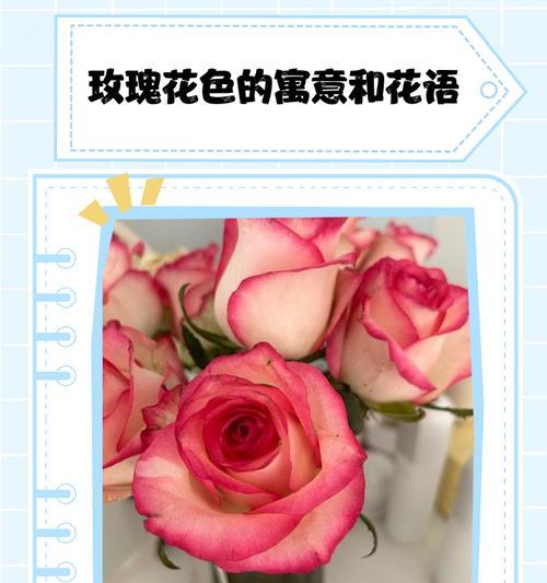 不同色彩的玫瑰花各自代表什么？它们的寓意有哪些？