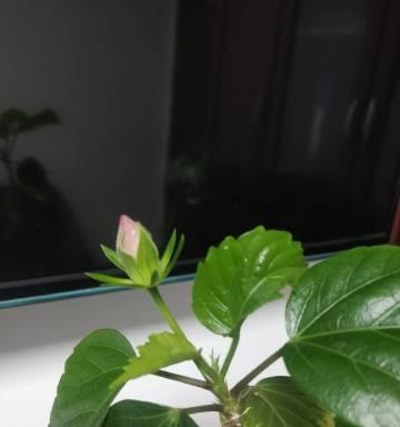 黑色扶桑花象征着什么？