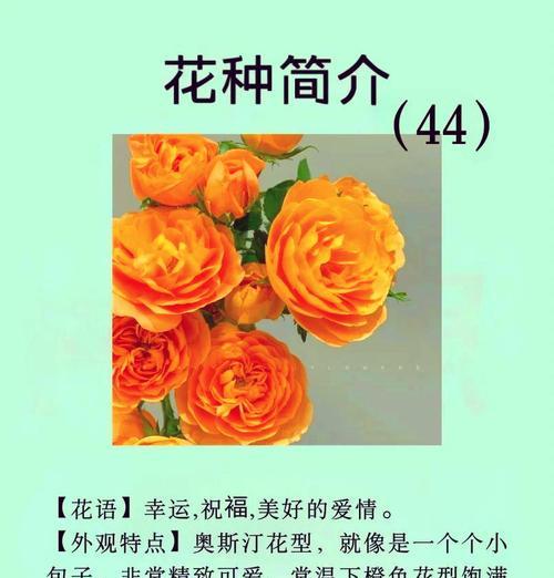 橙色的月季花的寓意和花语是什么？它们代表了什么？