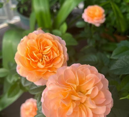 橙色的月季花的寓意和花语是什么？它们代表了什么？