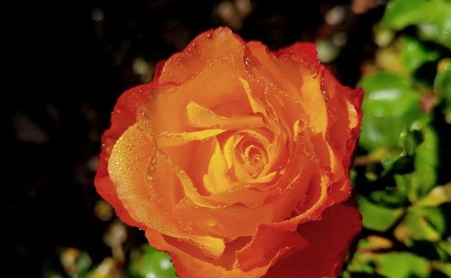 橙色的月季花的寓意和花语是什么？它们代表了什么？