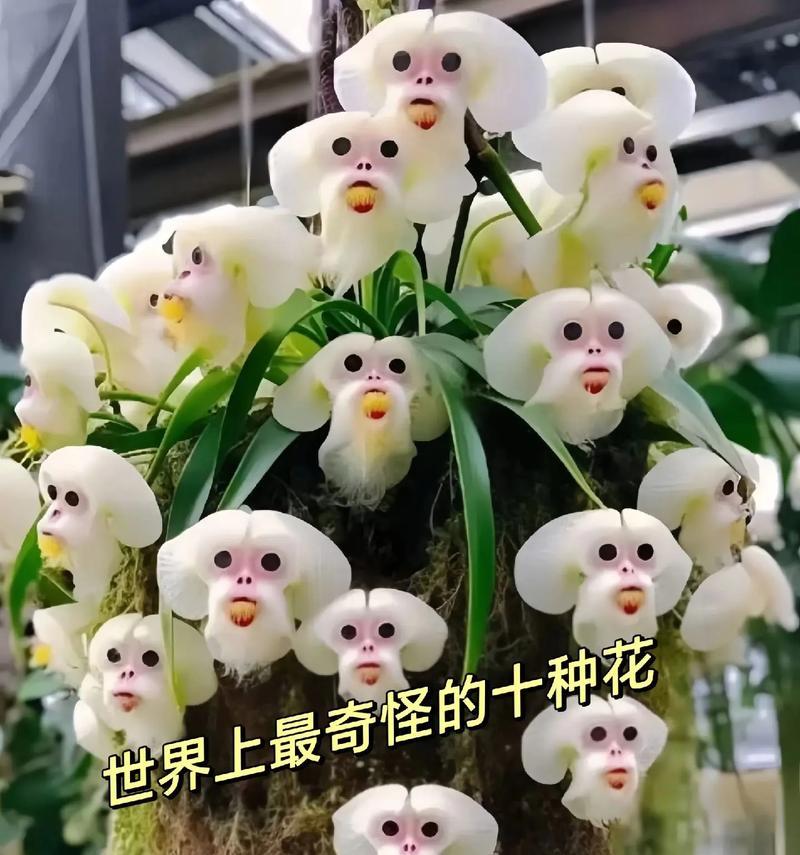象征猴子的花是什么颜色？它们的含义是什么？
